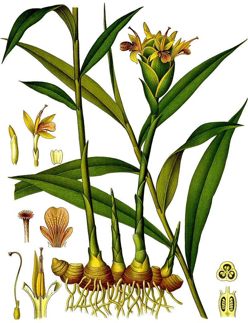 Gingembre bio* (Zingiber officinalis)