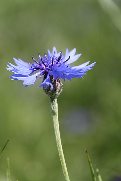 File:Kornblumen 2012-05-26-7007.jpg