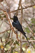 Kuifdrongo (Dicrurus forficatus)