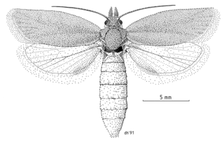 <i>Ascerodes prochlora</i> Species of moth