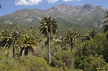 Specimen adulte dans son environnement naturel ; collines vertes avec nombreux palmiers tout autour.