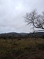 Detall de la Serra de Godall des de la partida de l'Arión (Ulldecona)