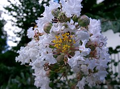 흰배롱나무(L. indica for. alba)의 꽃