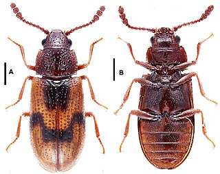 <i>Lamingtonium</i> Genus of beetles