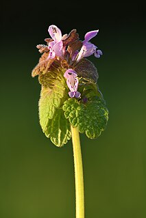 <i>Lamium purpureum</i> Species of flowering plant