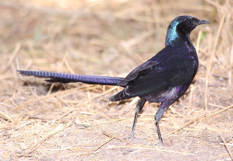 File:Lamprotornis mevesii -Mapungubwe National Park, Limpopo, South Africa-8.jpg