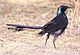 Lamprotornis mevesii -Mapungubwe National Park, Limpopo, South Africa-8.jpg