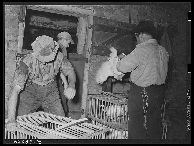 File:Lancaster Co., PA. Enos and Herbert Royer and Philadelphia poultry buyer load chickens, 1938 by Sheldon Dick.jpg