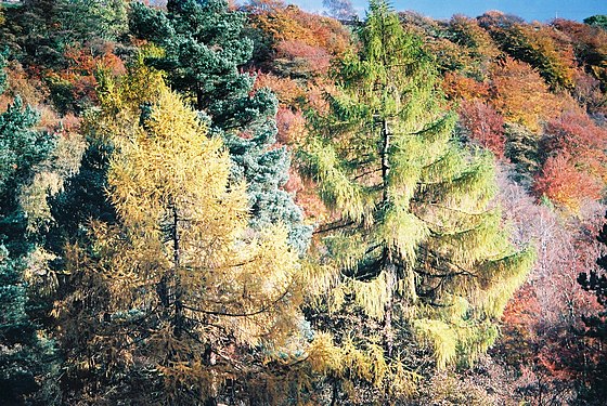 Larches and other trees in autumn foliage