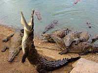 Große Gruppe amerikanischer Krokodile.jpg