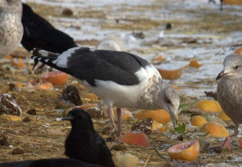 File:Larus schistisagus winter2.jpg