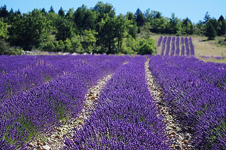 Tập_tin:Lavender_field_in_the_Drôme_region_of_France.jpg