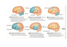 Le traitement de la musique par le cerveau..pdf