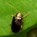 Beetle Leaf - Flickr - treegrow (6) .jpg