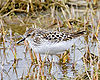 Common sandpiper