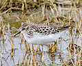 Miniatura para Calidris minutilla