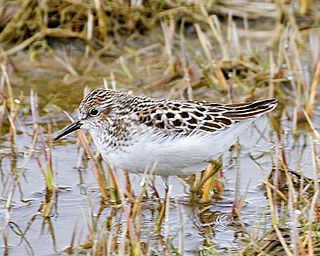 Least sandpiper