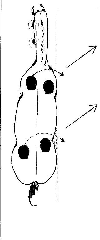 <span class="mw-page-title-main">Leg-yield</span> Action in dressage