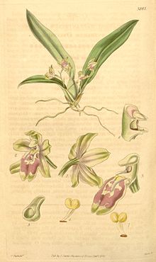 Leochilus oncidioides (kao Oncidium macrantherum) - Curtis '67 (N.S. 14) pl. 3845 (1841) .jpg