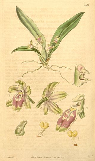 <i>Leochilus</i> Genus of orchids