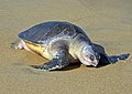 Eine Oliv-Bastardschildkröte in Indien