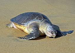 оливковая морская черепаха ридли