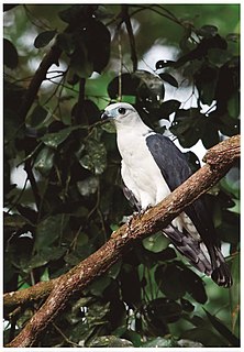 White-collared kite Species of bird