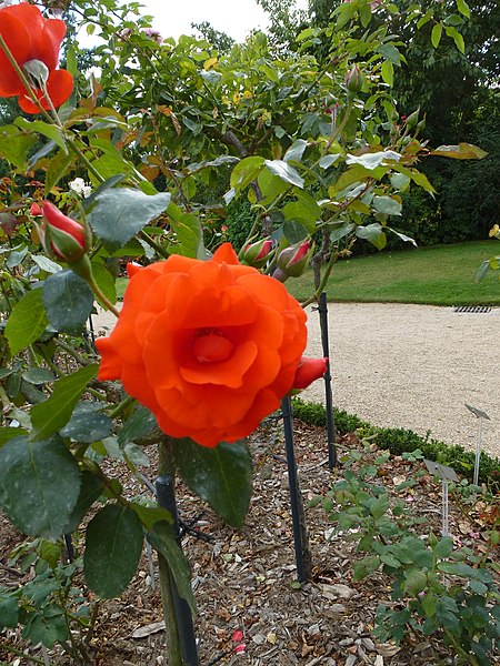File:Les roses du jardin du thabor - panoramio (1).jpg