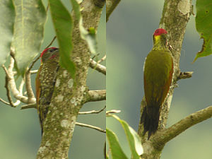 Yellow-crested woodpecker male of the subspecies Picus c.  chlorigaster