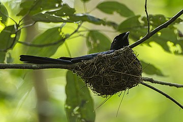 A lesser racket-tailed drongo incubating at Kaeng Krachan National Park in Thailand