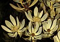 Leucadendron pubescens 5Dsr 0865.jpg