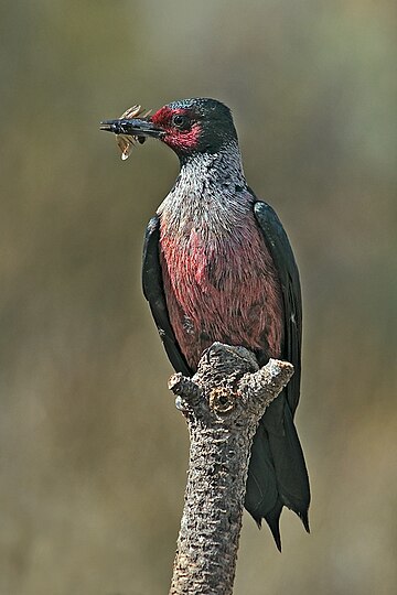 Melanerpes lewis