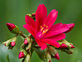 Lewisia cotyledon red cultivar.jpg (usage)