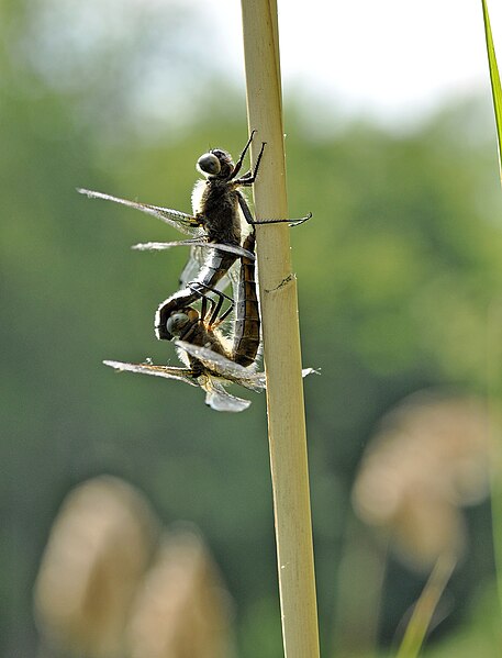 File:Libellula fulva O. F. Müller, 1764.jpg