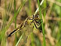   Four-spotted Chaser (Libellula quadrimaculata)