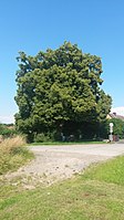 Linden tree on Feldstrasse in Niederhofheim