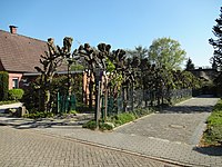 Lindenlaubengang in Loga