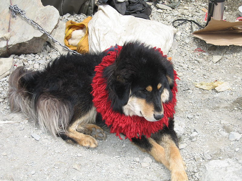 Lion-Head Tibetan Mastif02.jpg