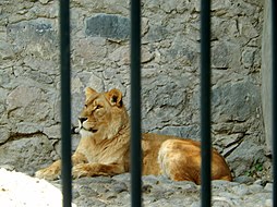 Առյուծ