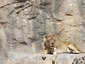 Male lion at San Antonio Zoo