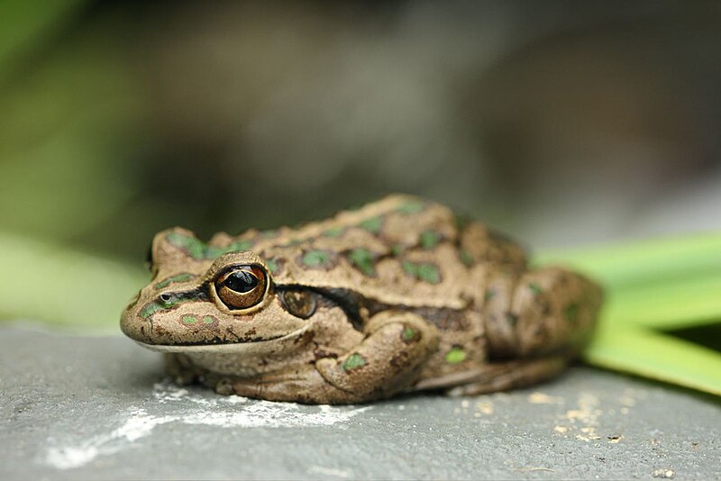 File:Litoria moorei Torndirrup.jpg