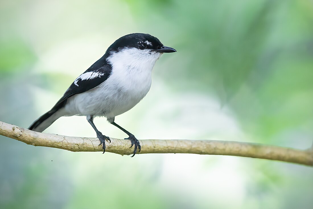 Long-tailed triller