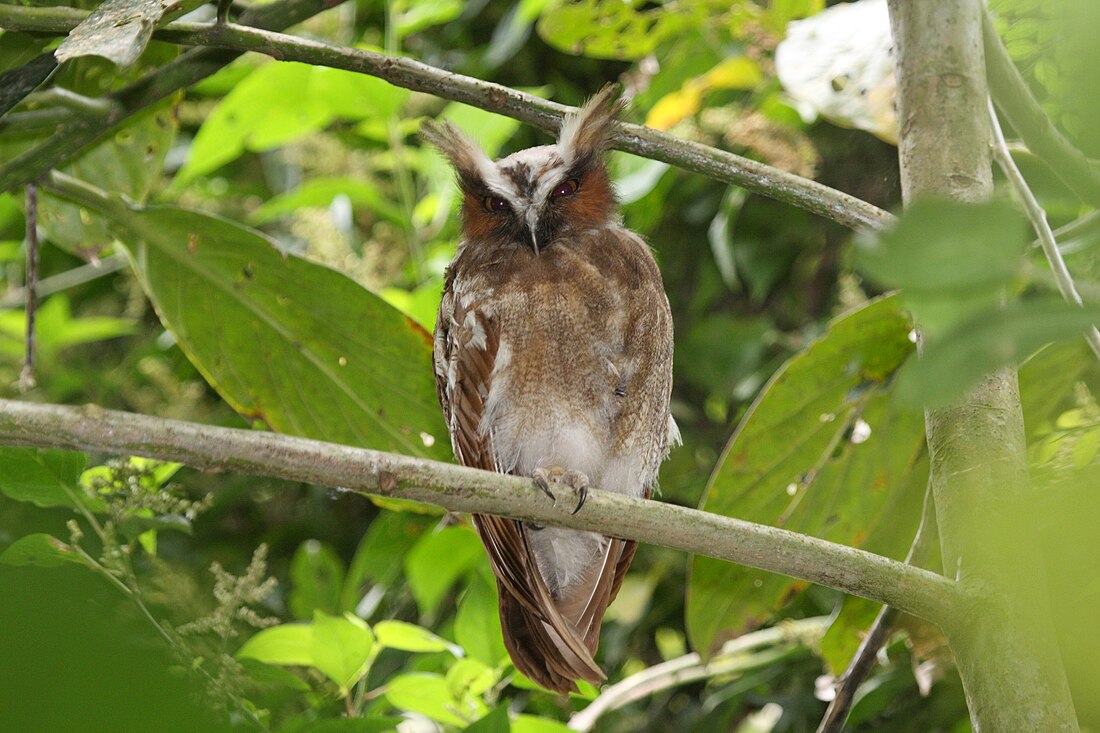 Lophostrix cristata