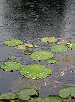 Rain drops on Lotus leaves, other plants are wetted