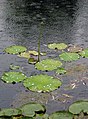 lotusfolio dum pluvo sur la folioj ekestas arĝentaj pluvogutoj (meze de la bildo (malsupra bildrando)