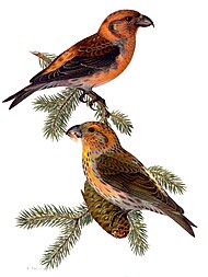 Linnut: Alkuperä ja kehitys, Luokittelu, Levinneisyys