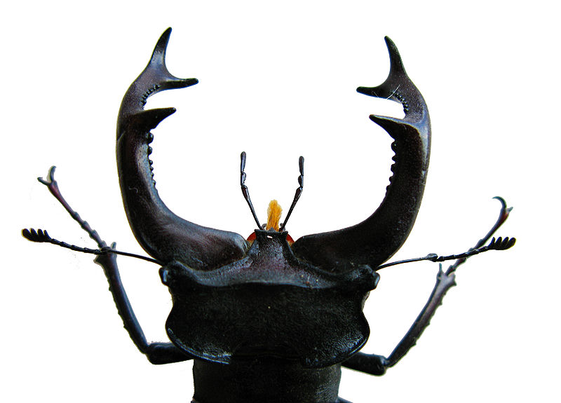 File:Lucanus cervus f. major.JPG