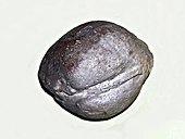 Fossilized shell of the Devonian-modern marine bivalve Lucina Lucinidae - Lucina species.JPG