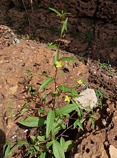 <i>Ludwigia hyssopifolia</i> Species of plant in the genus Ludwigia