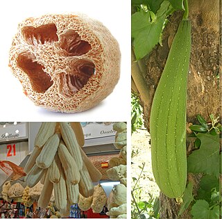 Luffa aegyptiaca Species of plant